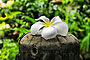 Flower on an antique post
